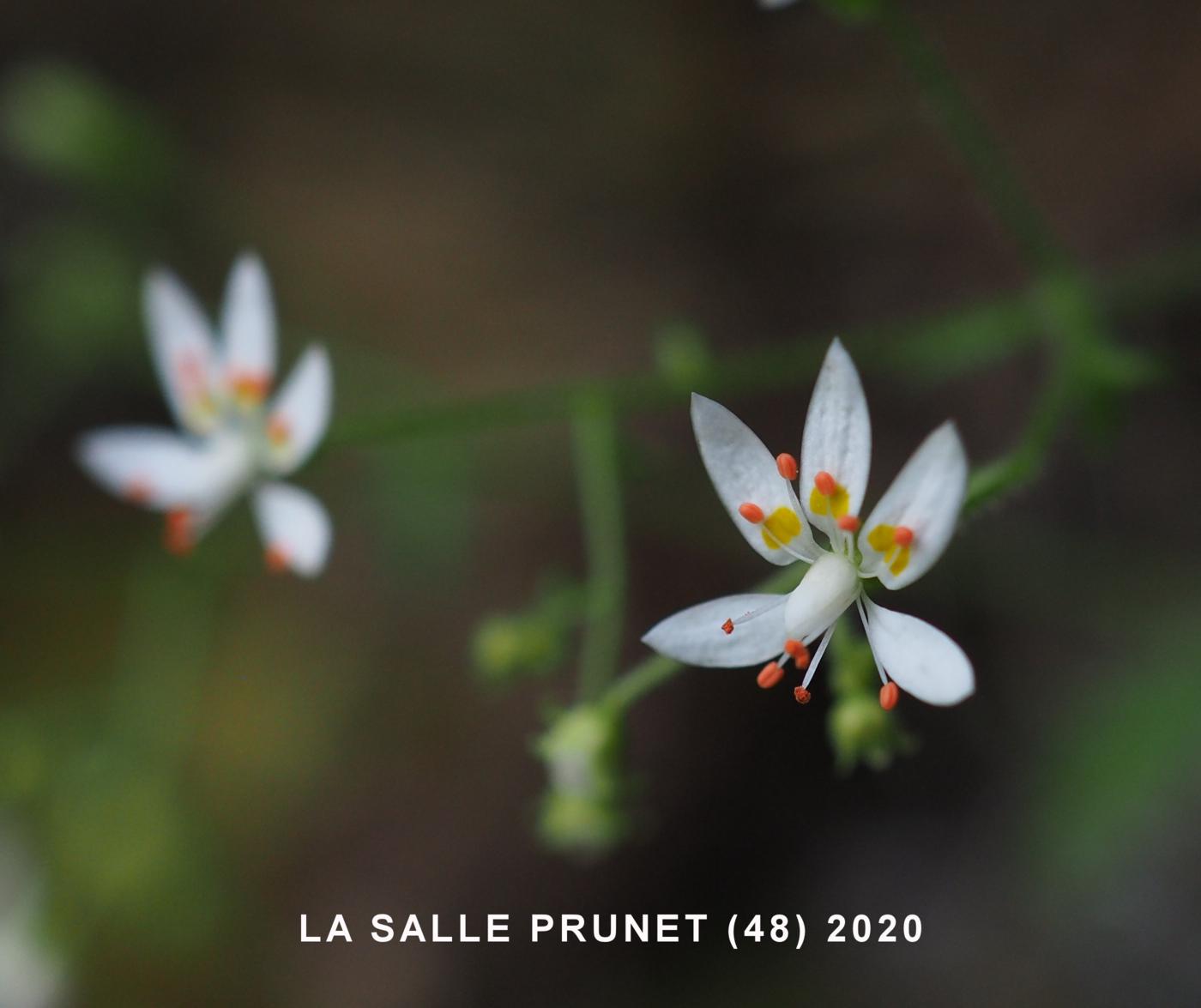 Saxifrage, French flower